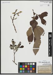 Foto von Salix appendiculata Vill.